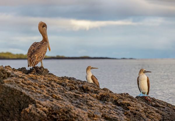 Jones, Adam 아티스트의 Blue-footed booby and brown pelican-Ecuador-Galapagos Islands-Santa Cruz Island작품입니다.
